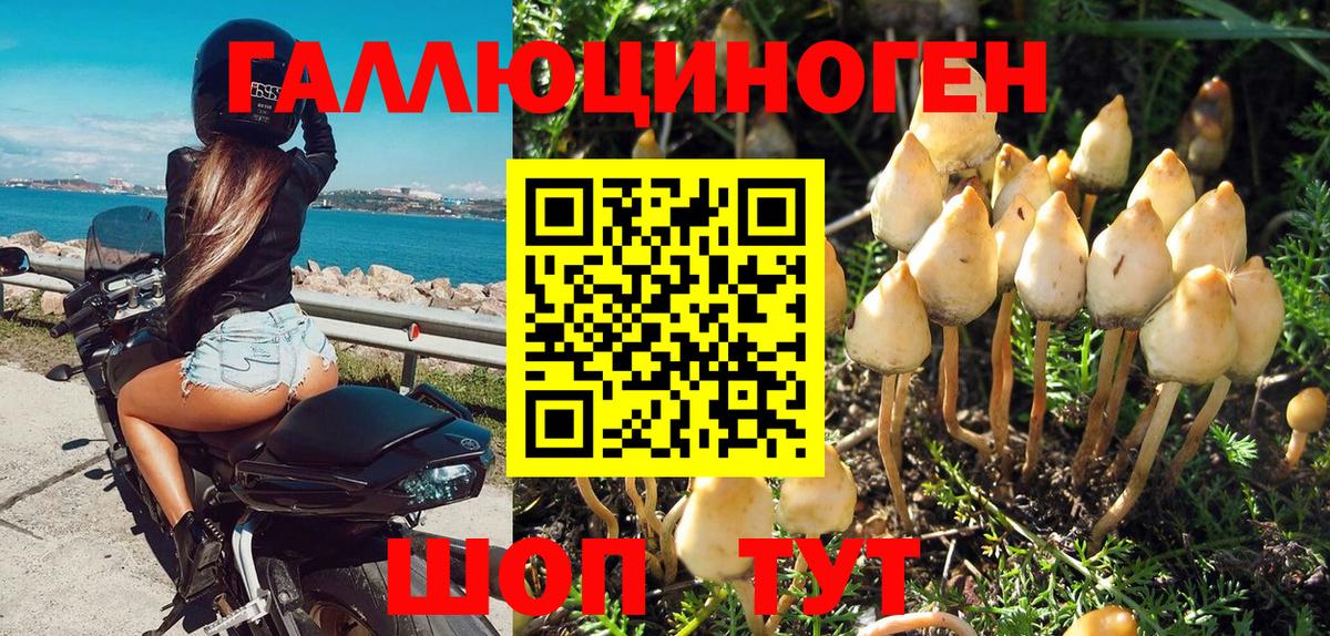 Псилоцибиновые грибы мицелий  Дальнереченск  Псилоцибиновые грибы Psilocybe 